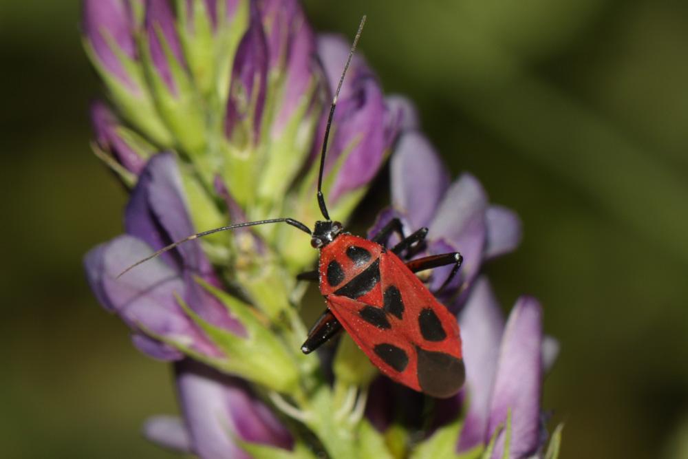 Le Miride variable, Punaise décorée Calocoris nemoralis (Fabricius, 1787)