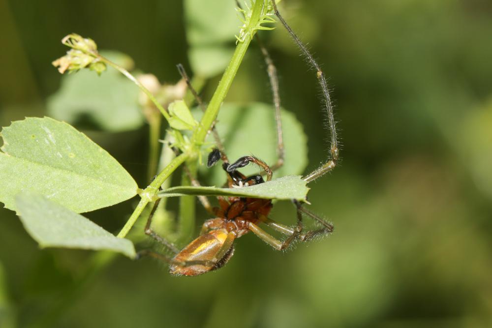 Cheiracanthium C. L. Koch, 1839