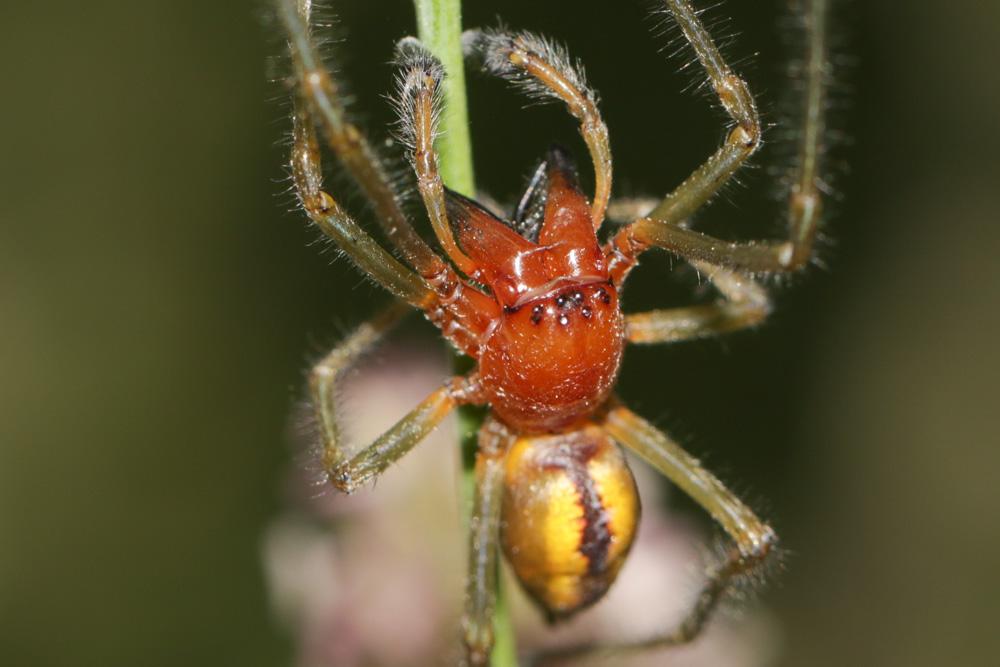 Cheiracanthium C. L. Koch, 1839