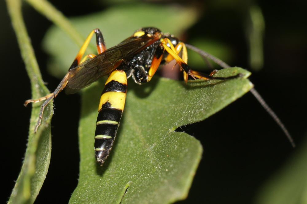 Le  sp. Diphyus Kriechbaumer, 1890 sp.