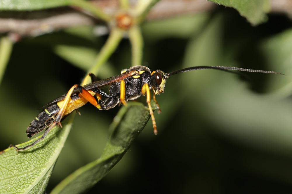 Le  sp. Diphyus Kriechbaumer, 1890 sp.