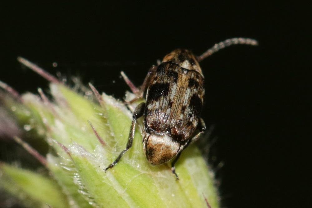 Bruchidius bimaculatus (Olivier, 1795)
