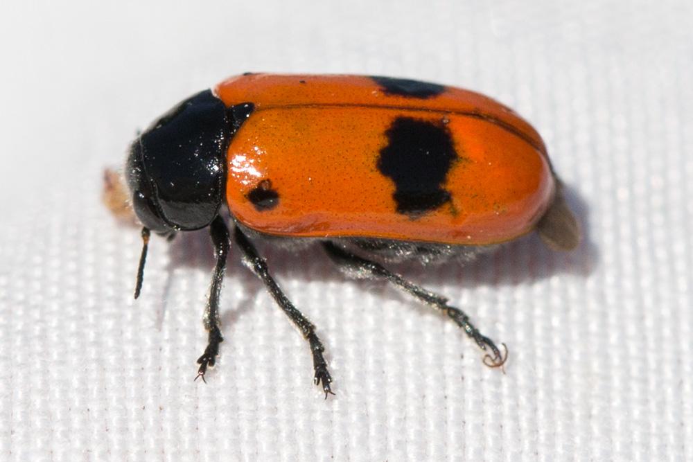Clytra laeviuscula Ratzeburg, 1837