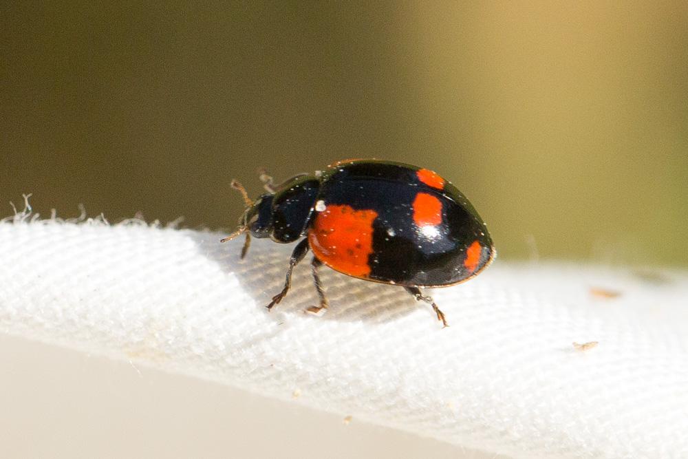 La Coccinelle à deux points Adalia bipunctata (Linnaeus, 1758)