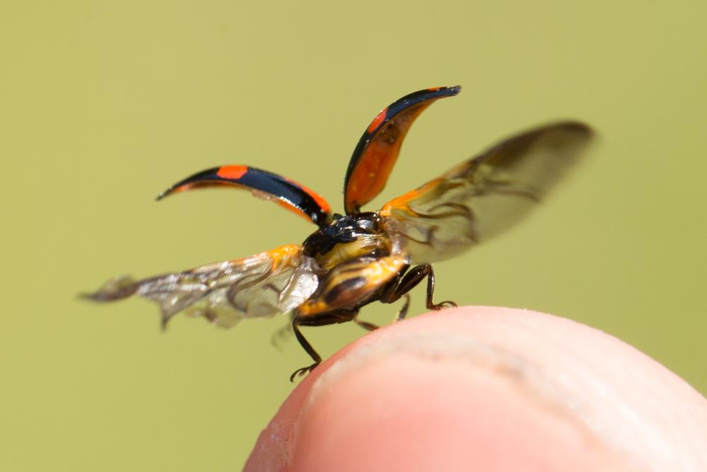 La Coccinelle à deux points Adalia bipunctata (Linnaeus, 1758)