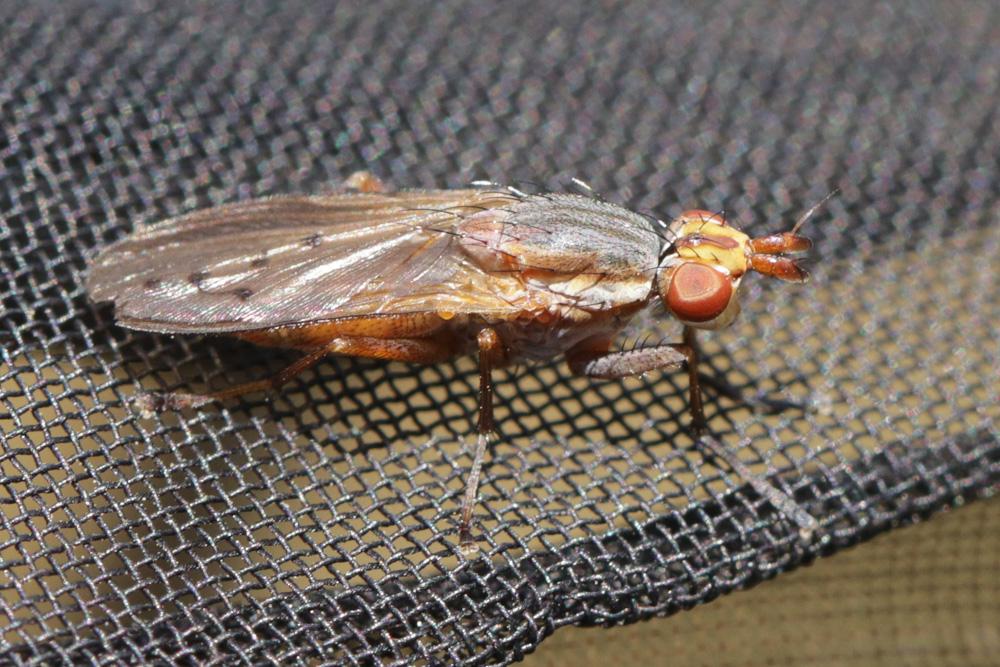 Hydromya dorsalis (Fabricius, 1775)