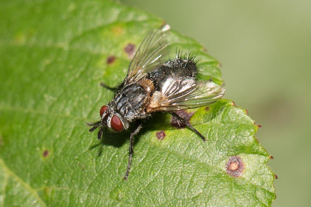 Le  sp. Linnaemya  sp.