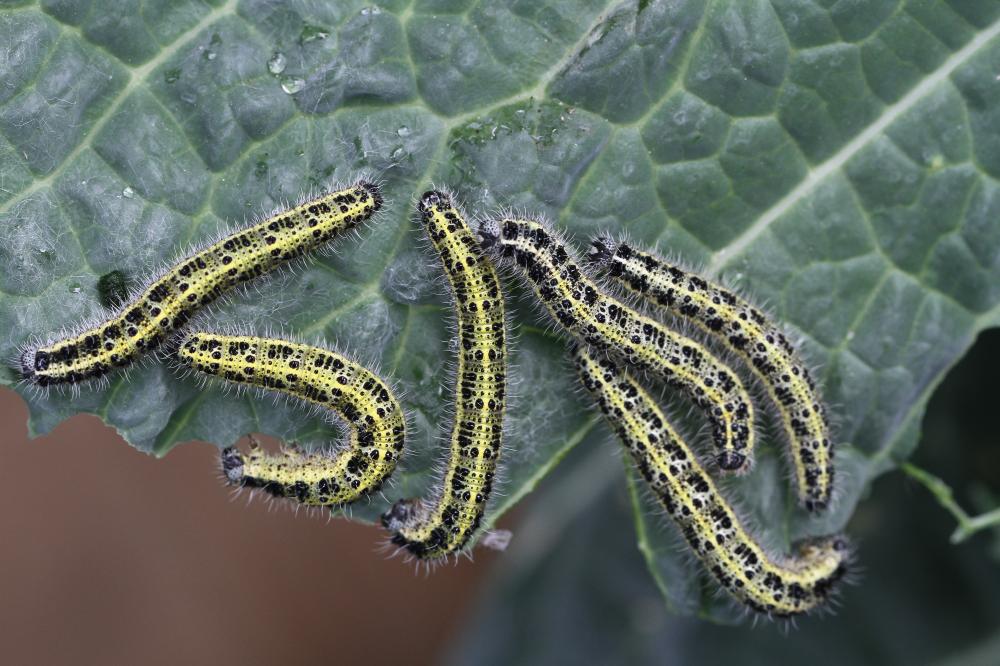 Piéride du Chou (La), Grande Piéride du Chou (La), Pieris brassicae (Linnaeus, 1758)