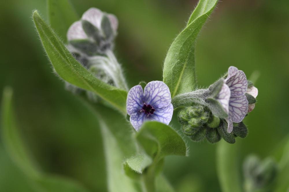 Cynoglosse de Crête, Cynoglosse peint Cynoglossum creticum Mill., 1768