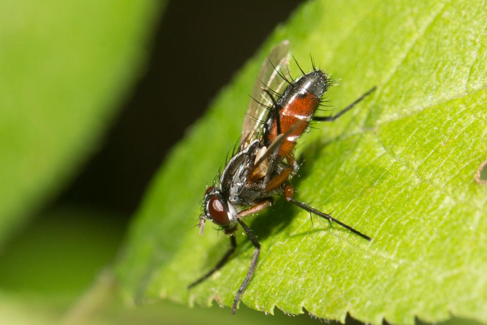 Le  Mintho rufiventris (Fallén, 1817)