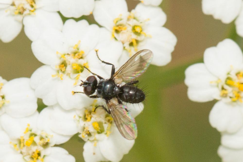 Phania funesta (Meigen, 1824)