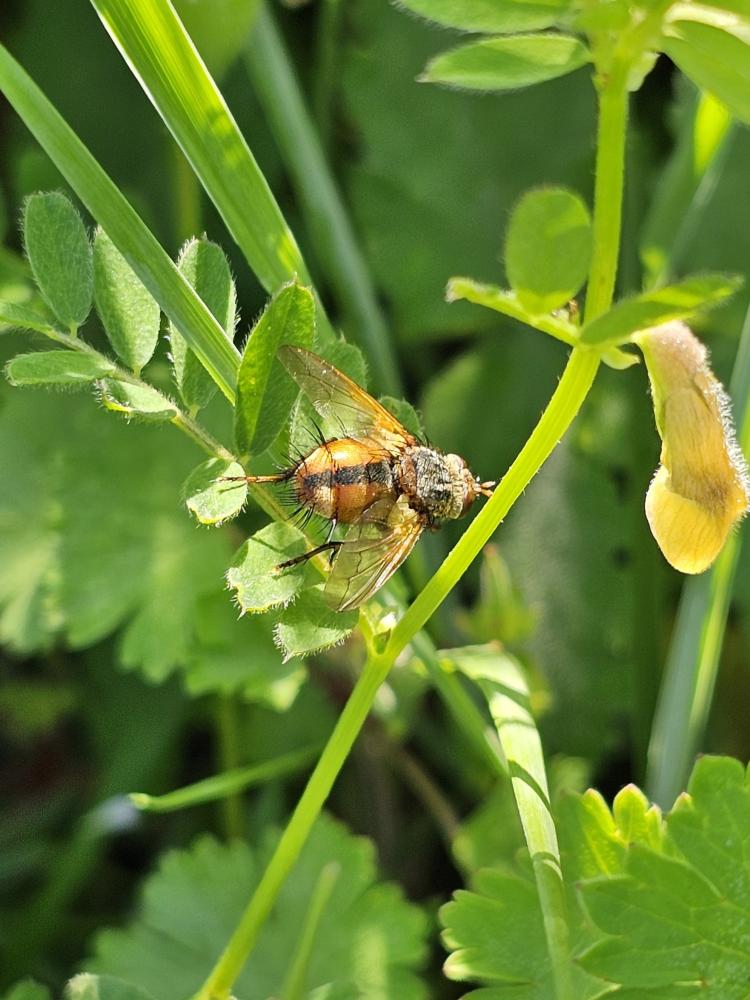 Le  sp. Tachina Meigen, 1803 sp.