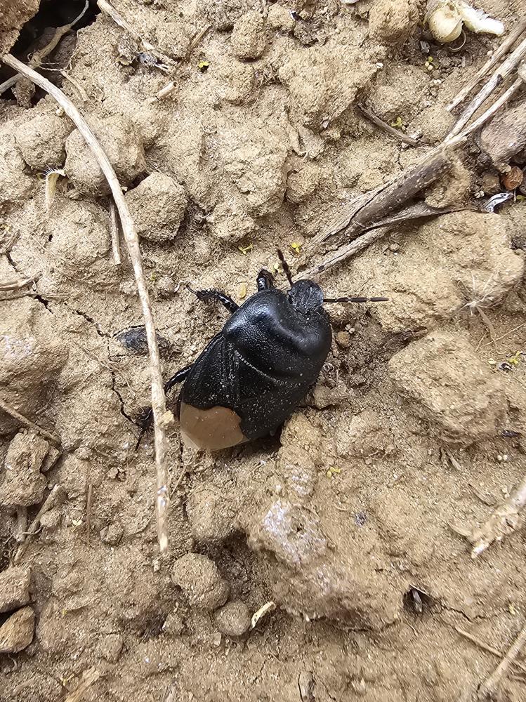 Le  Cydnus aterrimus (Forster, 1771)