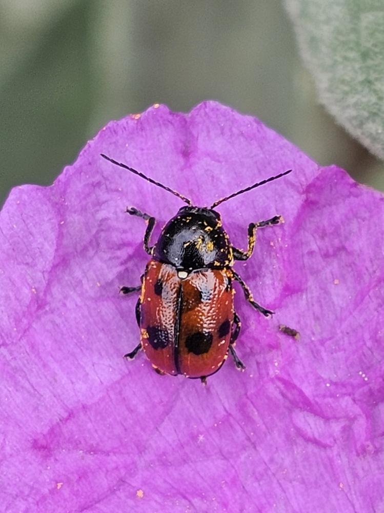 Le  Cryptocephalus primarius Harold, 1872