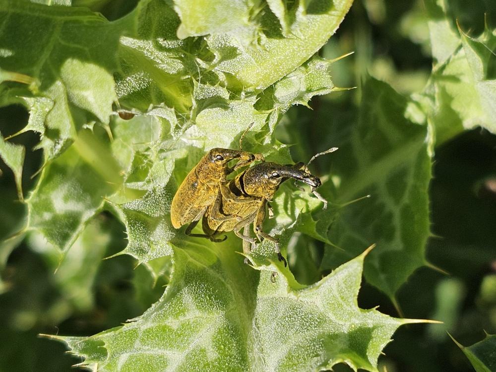 Lixe poudreux Lixus pulverulentus (Scopoli, 1763)