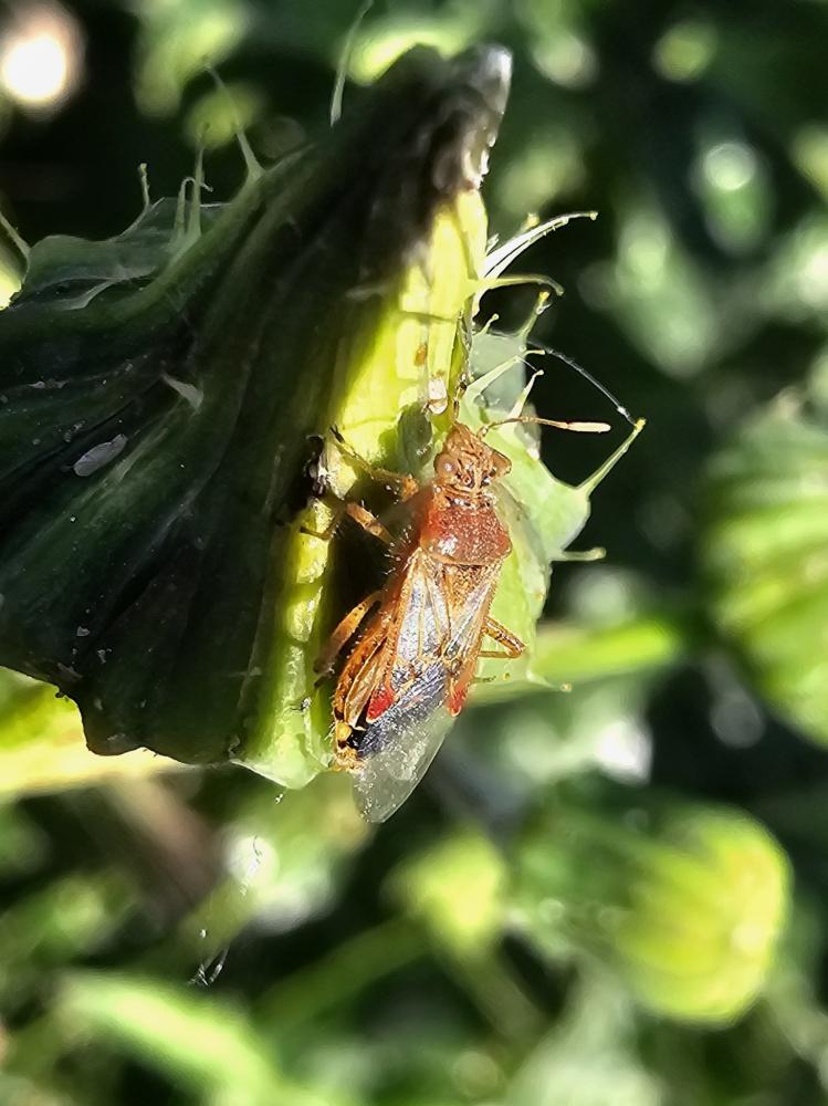Liorhyssus hyalinus (Fabricius, 1794)