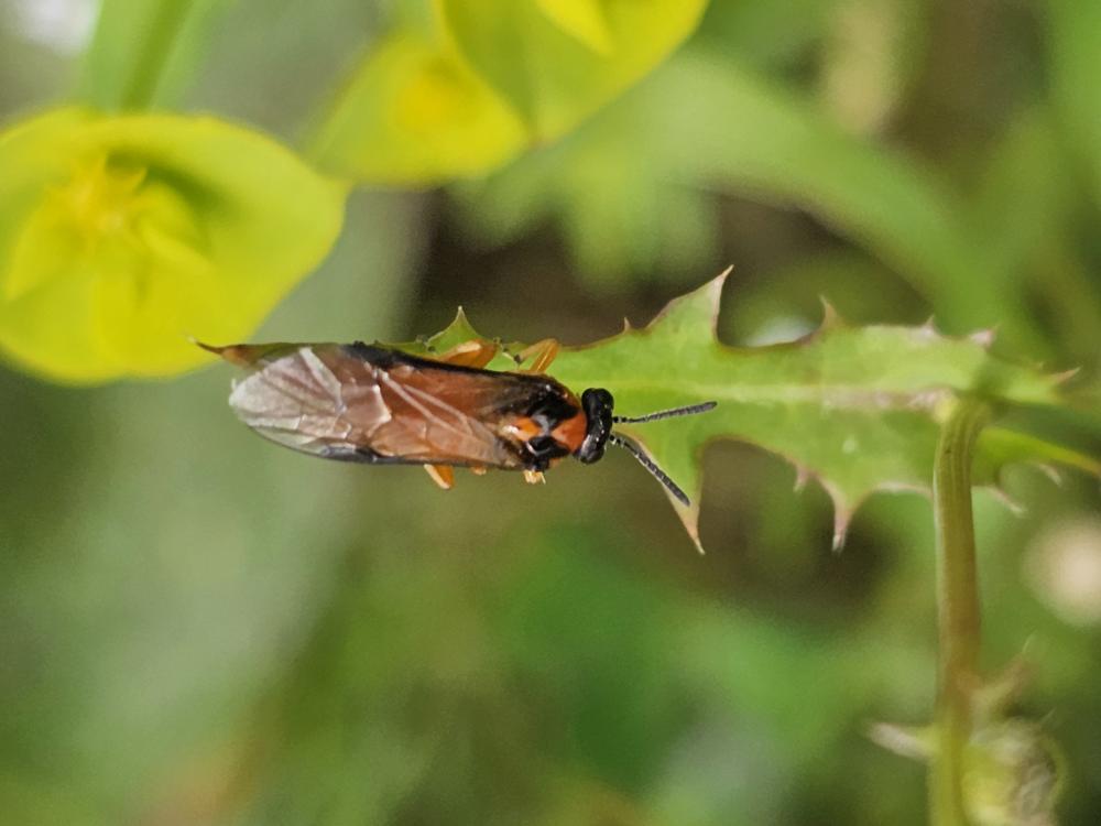 Le Tenthrède de la rave Athalia rosae (Linnaeus, 1758)