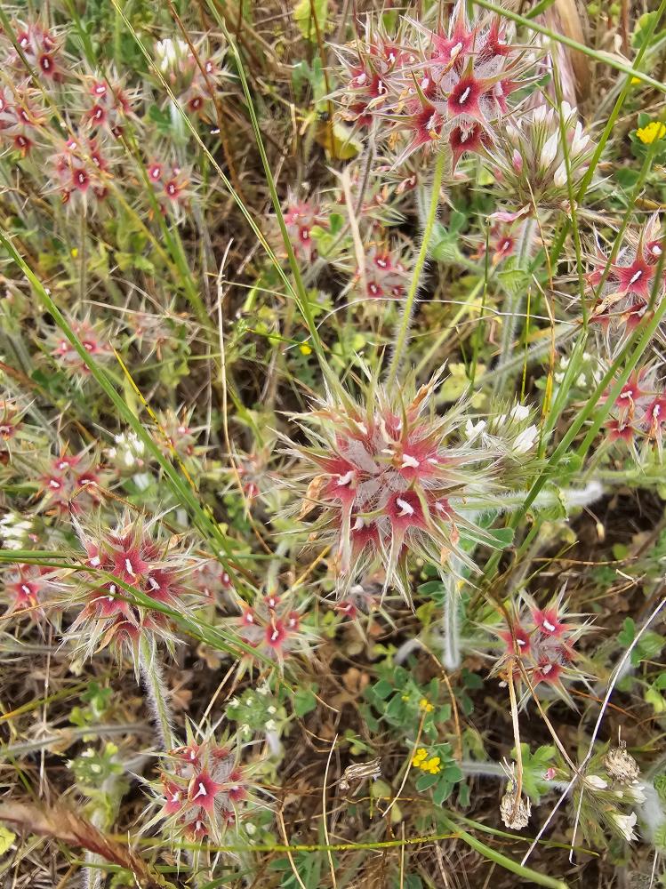 Trèfle étoilé Trifolium stellatum L., 1753