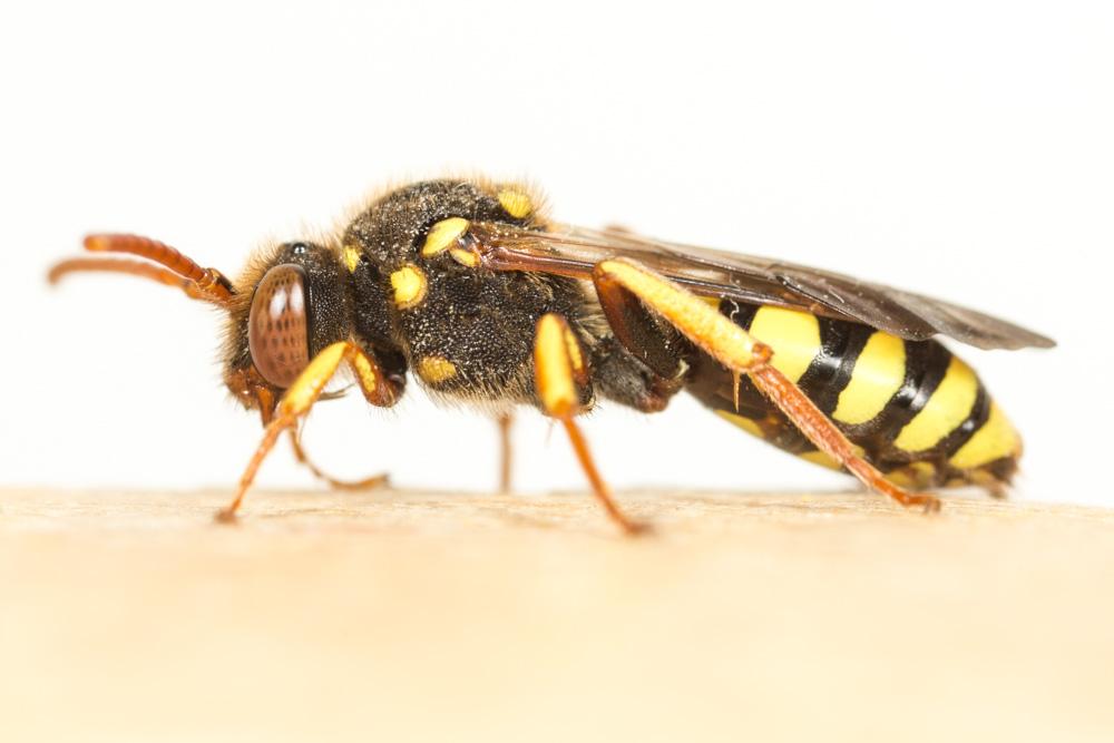 Nomada fulvicornis Fabricius, 1793