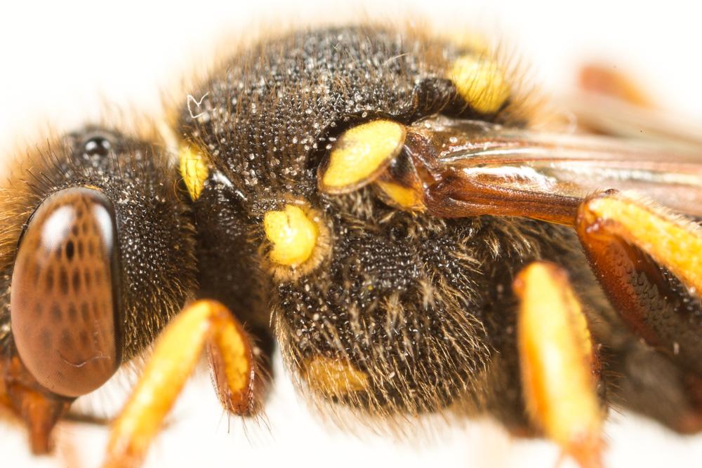 Nomada fulvicornis Fabricius, 1793
