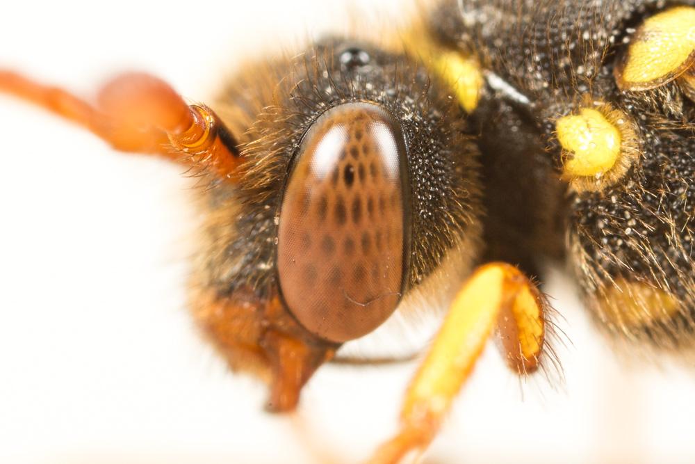 Nomada fulvicornis Fabricius, 1793