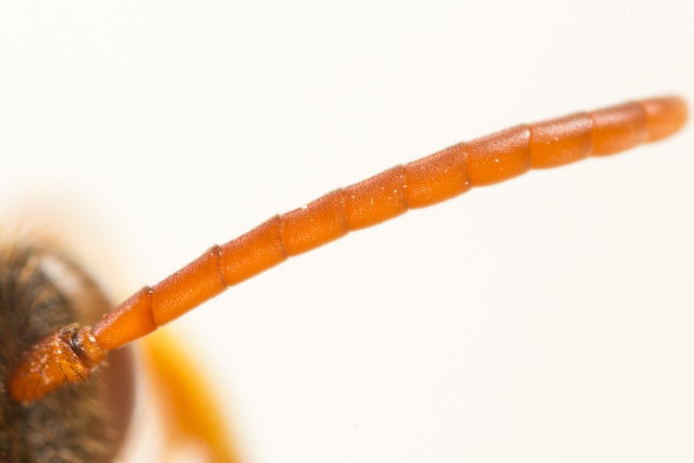 Nomada fulvicornis Fabricius, 1793