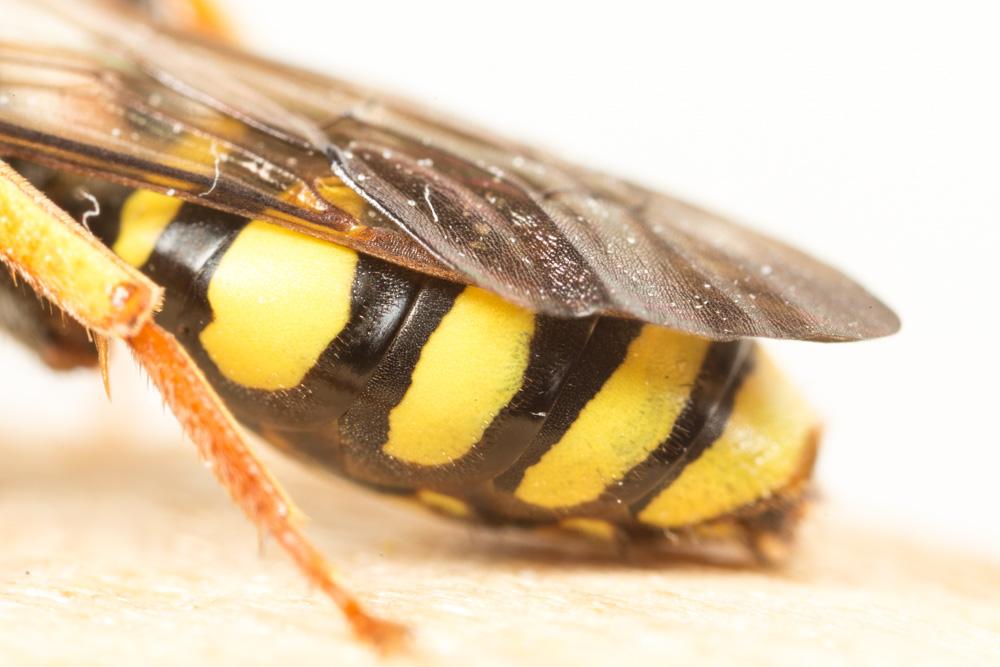 Nomada fulvicornis Fabricius, 1793