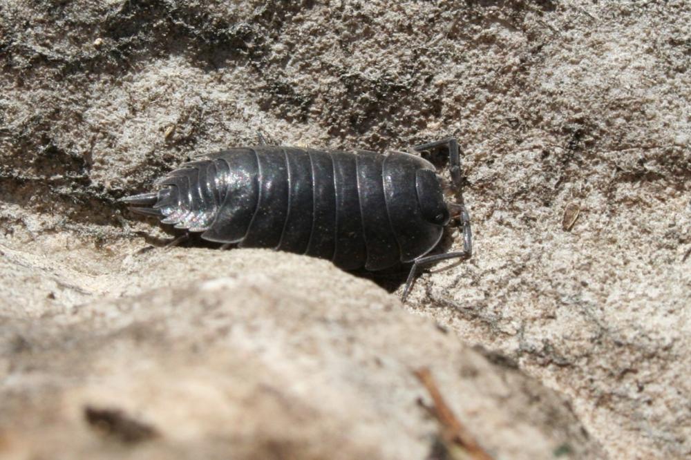 Porcellio orarum alpicola Vandel, 1951