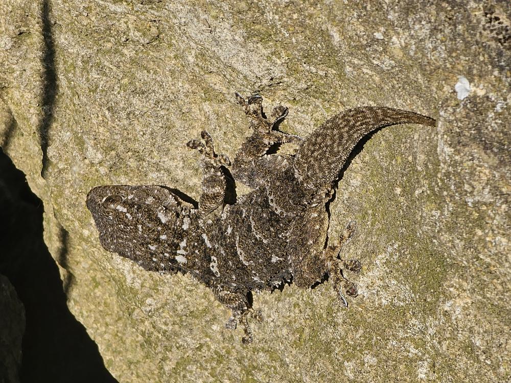 Tarente de Maurétanie Tarentola mauritanica (Linnaeus, 1758)