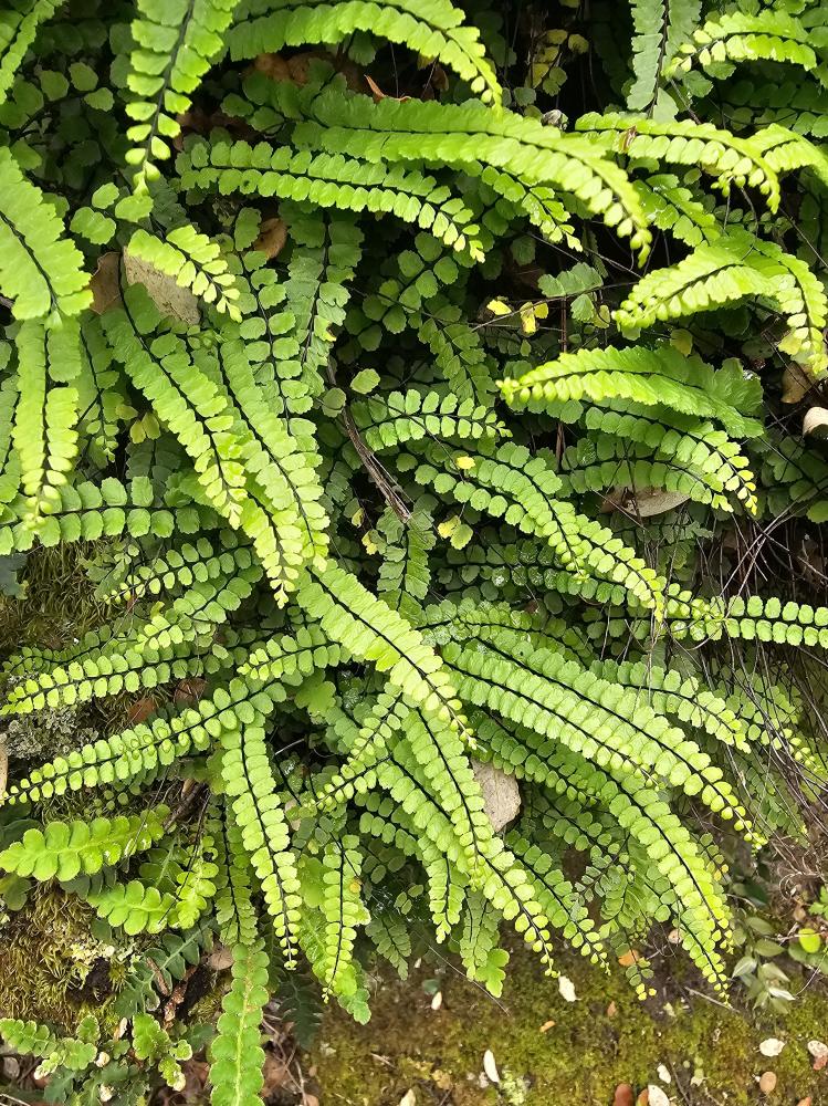 Capillaire des murailles, Fausse capillaire, Capil Asplenium trichomanes L., 1753