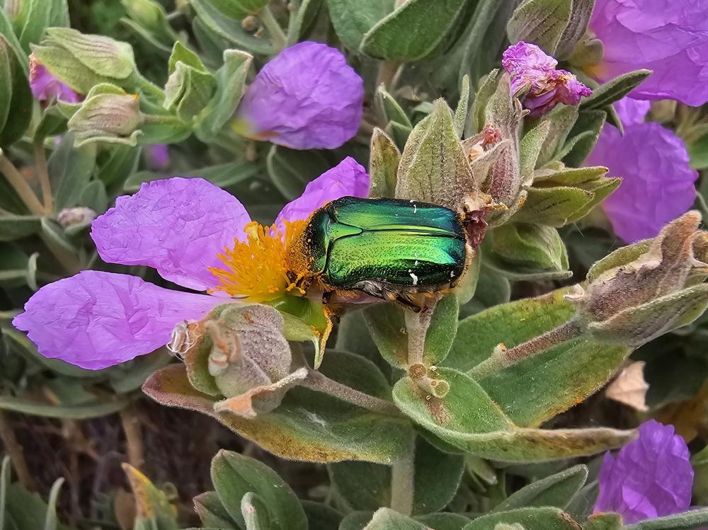 Cétoine dorée (la), Hanneton des roses Cetonia aurata (Linnaeus, 1758)