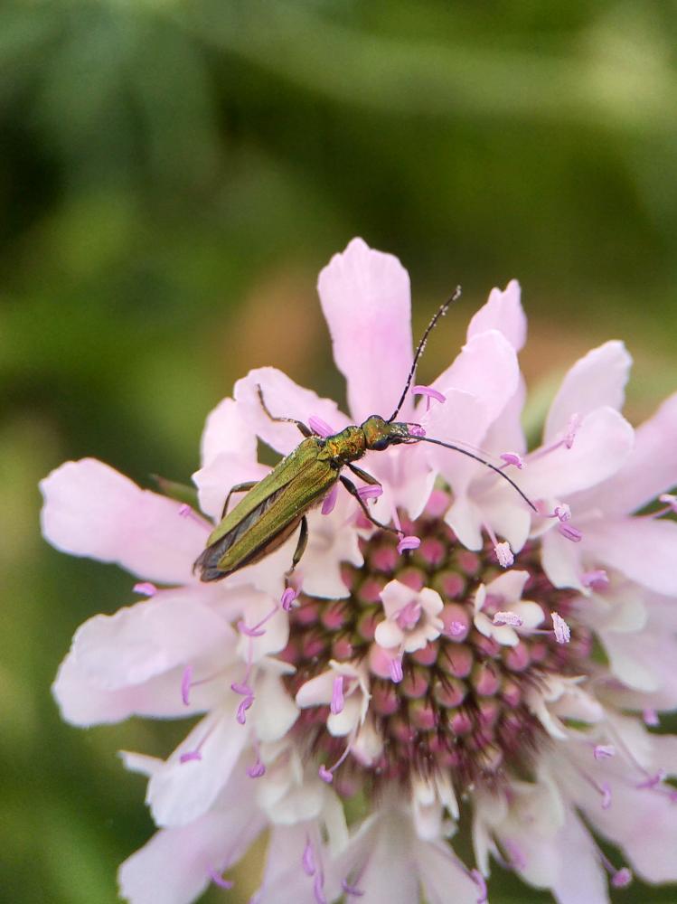 Oedemère noble Oedemera nobilis (Scopoli, 1763)
