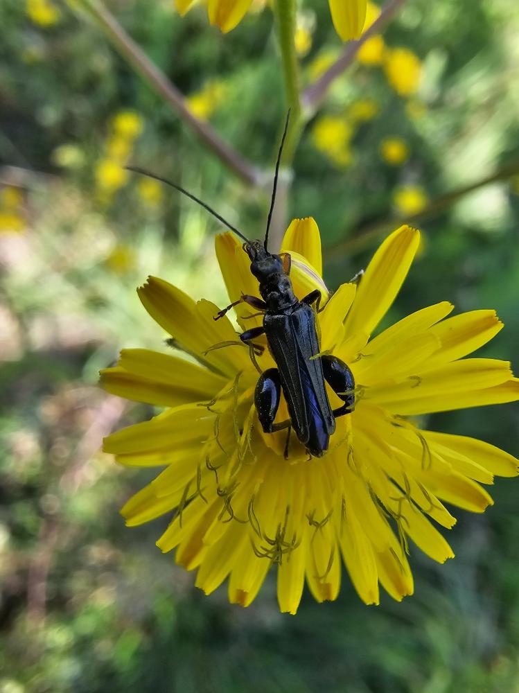 Oedemera atrata W.L.E. Schmidt, 1846