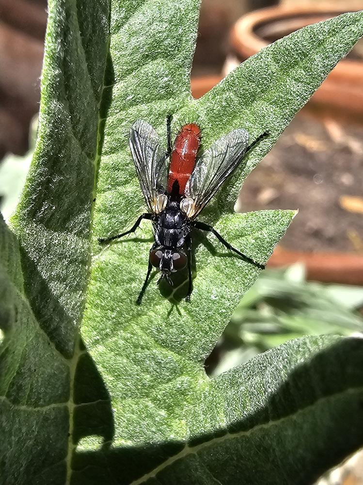 Cylindromyia bicolor (Olivier, 1812)