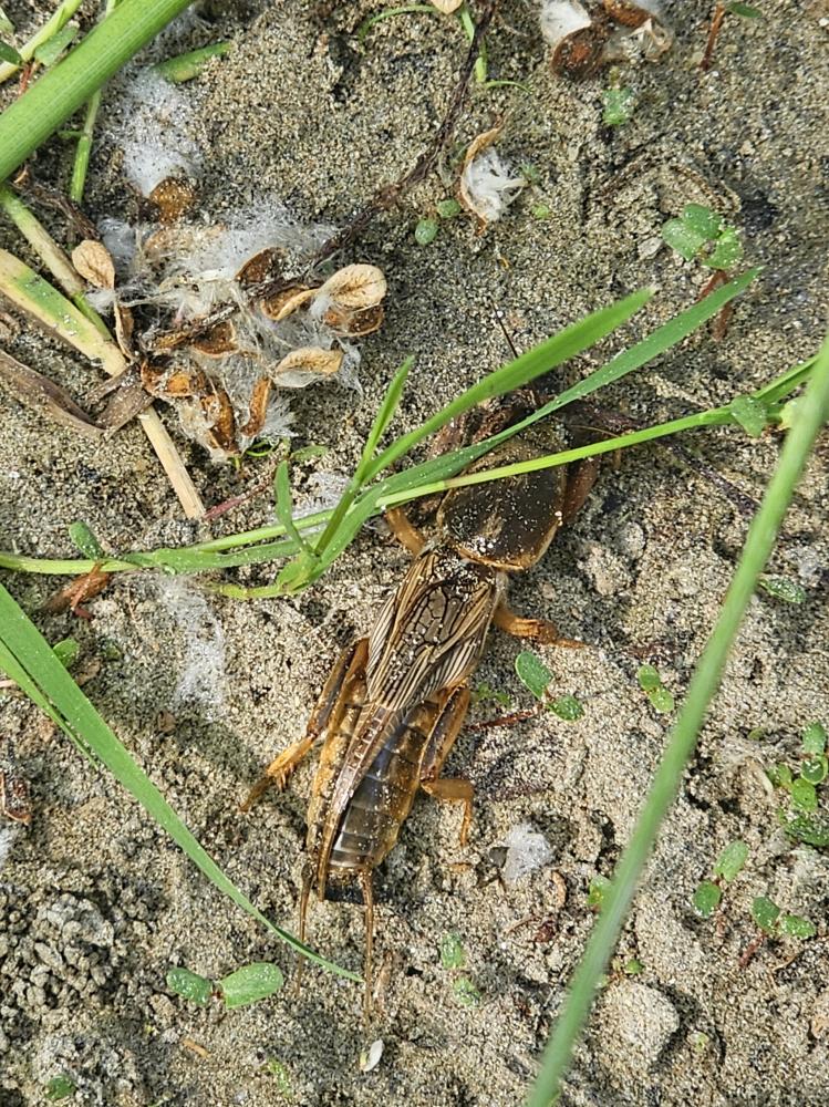 Courtilière commune, Courtilière, Taupe-Grillon, P Gryllotalpa gryllotalpa (Linnaeus, 1758)