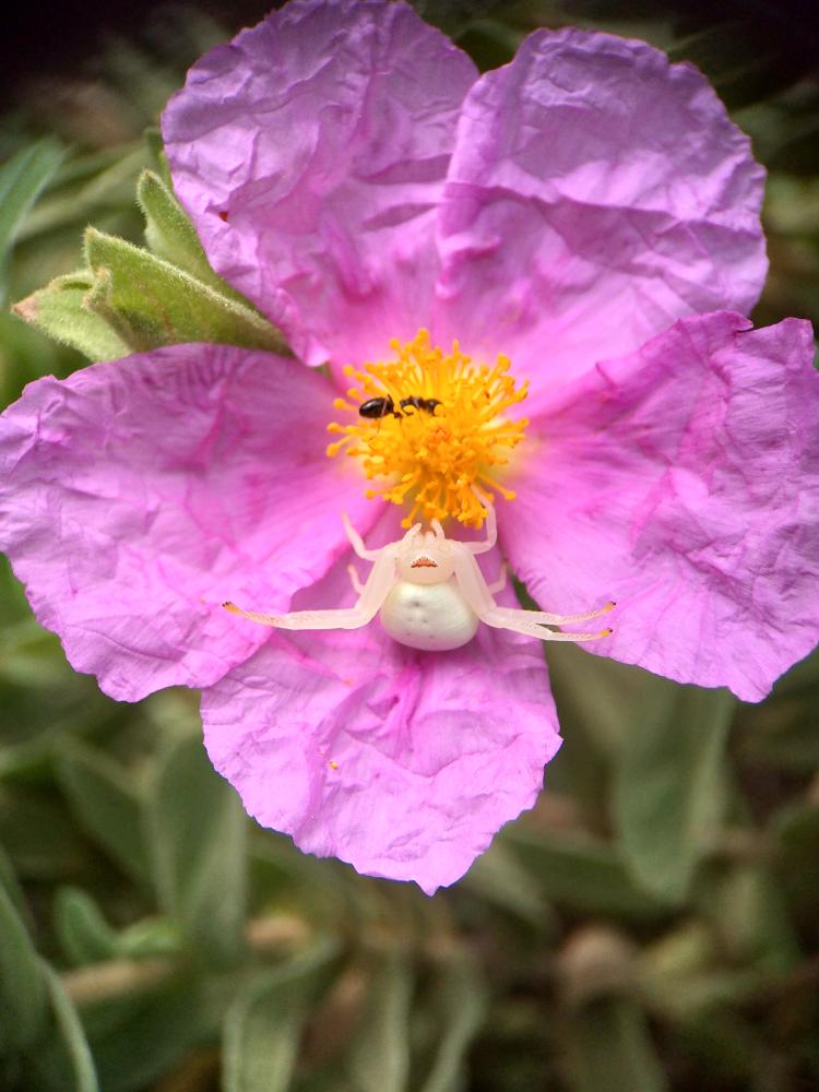 Misumène variable Misumena vatia (Clerck, 1758)