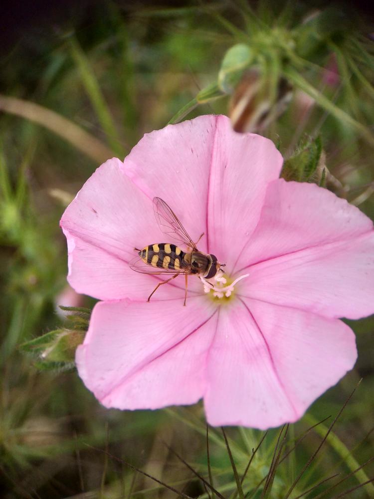  Eupeodes corollae (Fabricius, 1794)