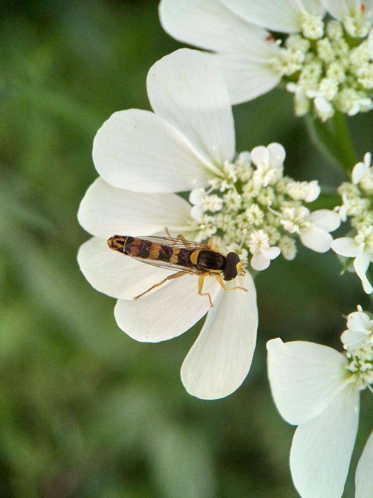 Sphaerophoria scripta (Linnaeus, 1758)