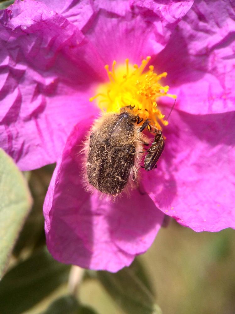 Tropinota hirta (Poda, 1761)