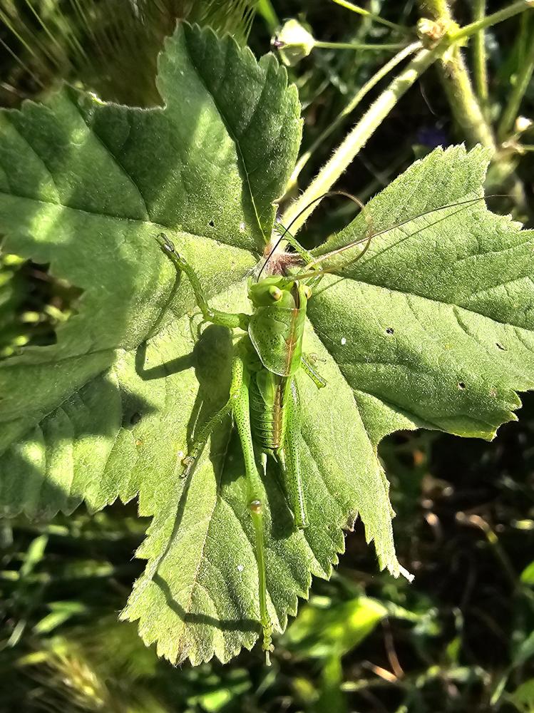 Grande Sauterelle verte, Sauterelle verte (des pré Tettigonia viridissima (Linnaeus, 1758)
