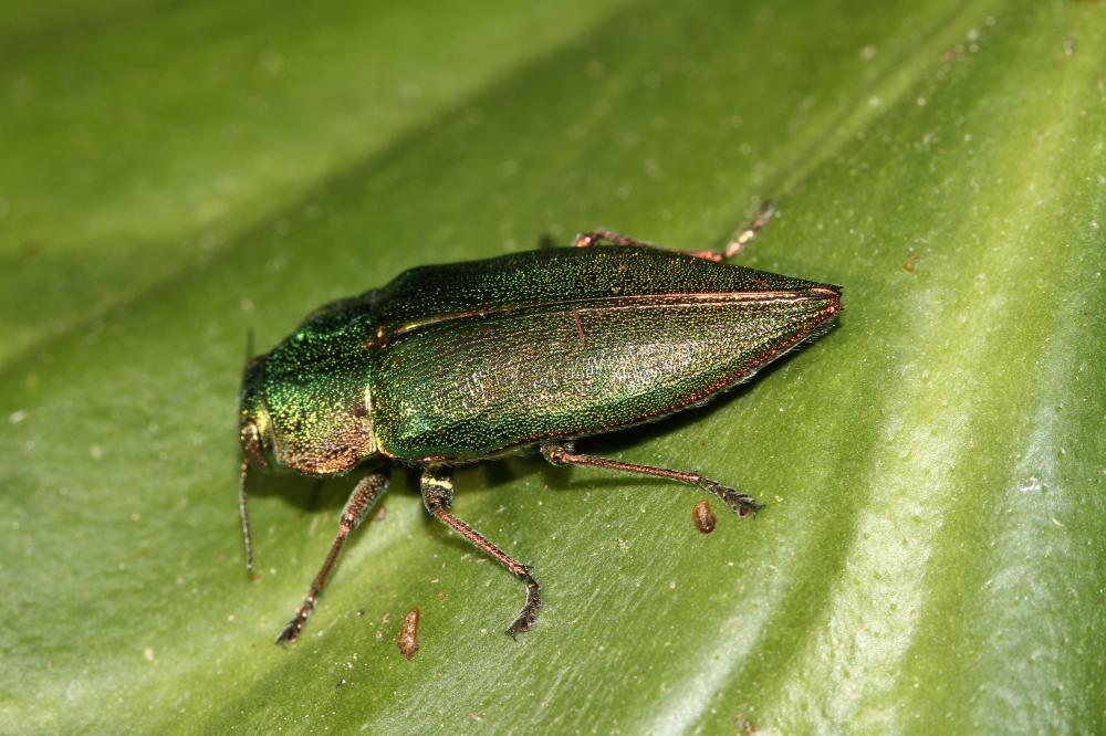 Le Latipalpe à dos plat Latipalpis plana (Olivier, 1790)