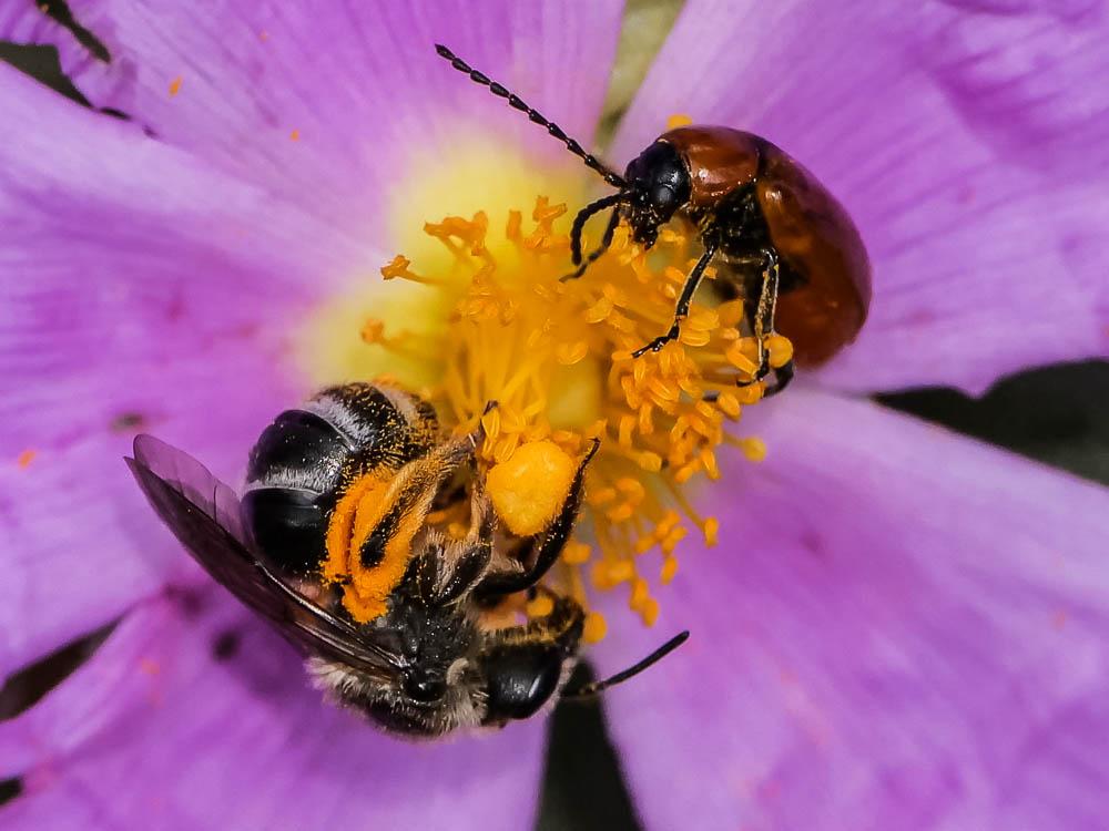 Halictus Latreille, 1804