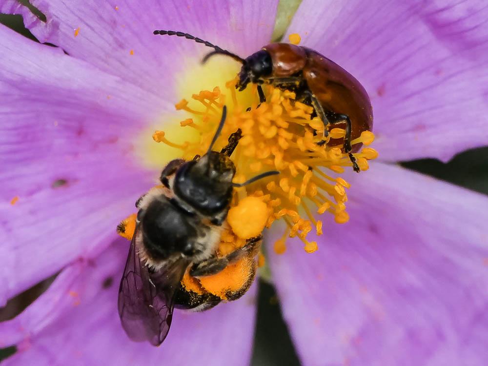 Halictus Latreille, 1804