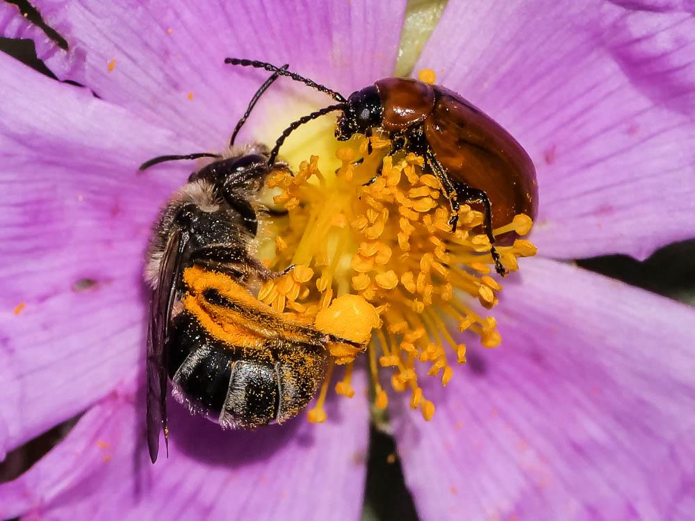 Halictus Latreille, 1804