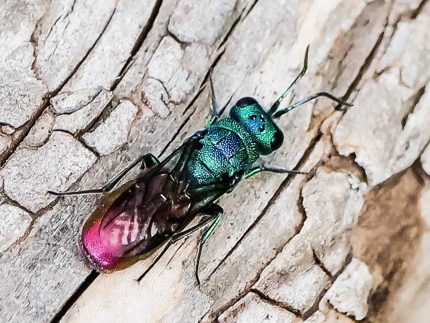 Chrysura refulgens