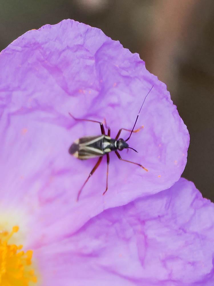 Hadrodemus m-flavum (Goeze, 1778)