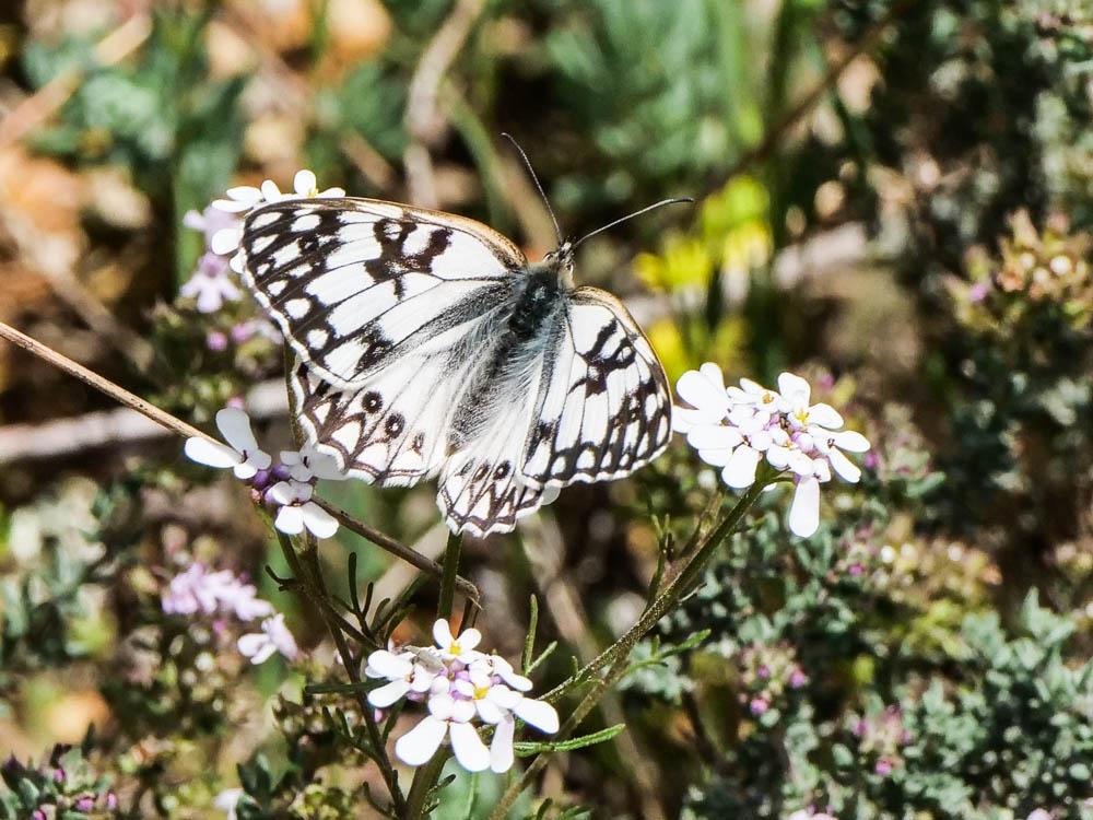 Échiquier d'Occitanie (L'), Demi-Deuil occitan (Le Melanargia occitanica (Esper, 1793)