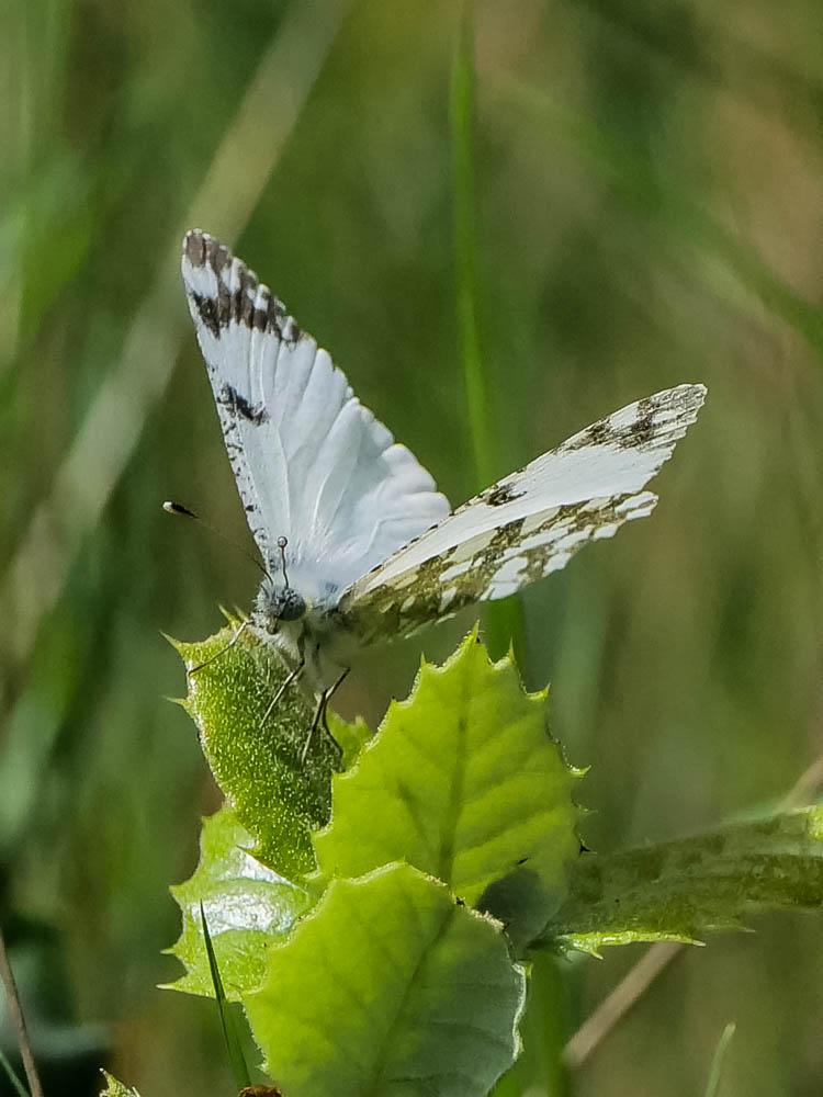 Marbré de Lusitanie (Le) Iberochloe tagis (Hübner, 1804)