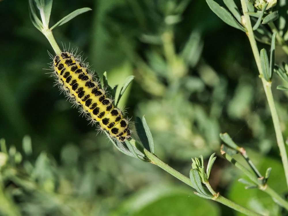 Zygène de la Petite coronille (La) Zygaena fausta (Linnaeus, 1767)