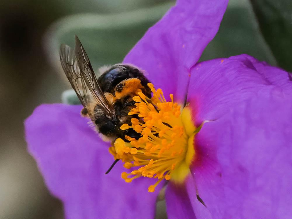 Andrena morio Brullé, 1832